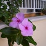 Anne004