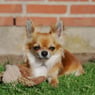 Tedsen