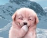 bareen