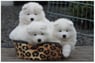 samojed