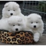 samojed