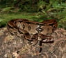 KongeBoa