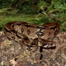 KongeBoa
