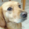 chico2007
