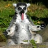 Leemur