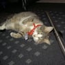 Toffie12