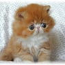 catnip2007