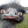 elisapigen