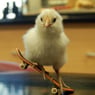 phredagsphidus