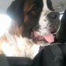 Cujo84