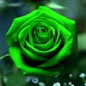 Greenflower