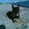 amona
