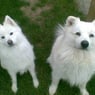 fnuggihund