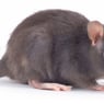 madsmartimusronni