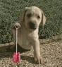 balou1989