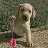 balou1989
