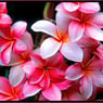 flottemelle