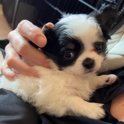 image of Petite