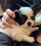 Petite