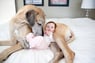GreatDane