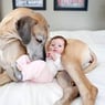 GreatDane