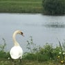 Ringgaard82