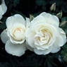janlis11