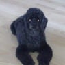 hundesalon