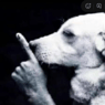 Duanhund
