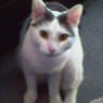 dsh40