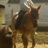 soslille