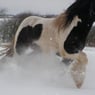 ponypigen