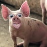 PatrykPede