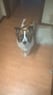 tildehund