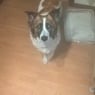 tildehund