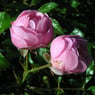 Yvresse