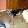 gitte1308