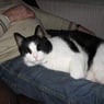 fisterkat5