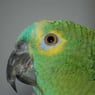 zazu
