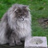 coolkat