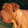 vovhund