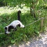 goetje3660