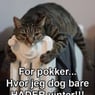 Jokeren2009