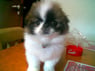 Mamse71