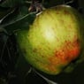 Maltimere