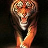 tiger
