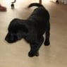 minhund92