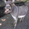 PapaDonkey