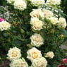 patalavaka