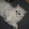 Lottegn